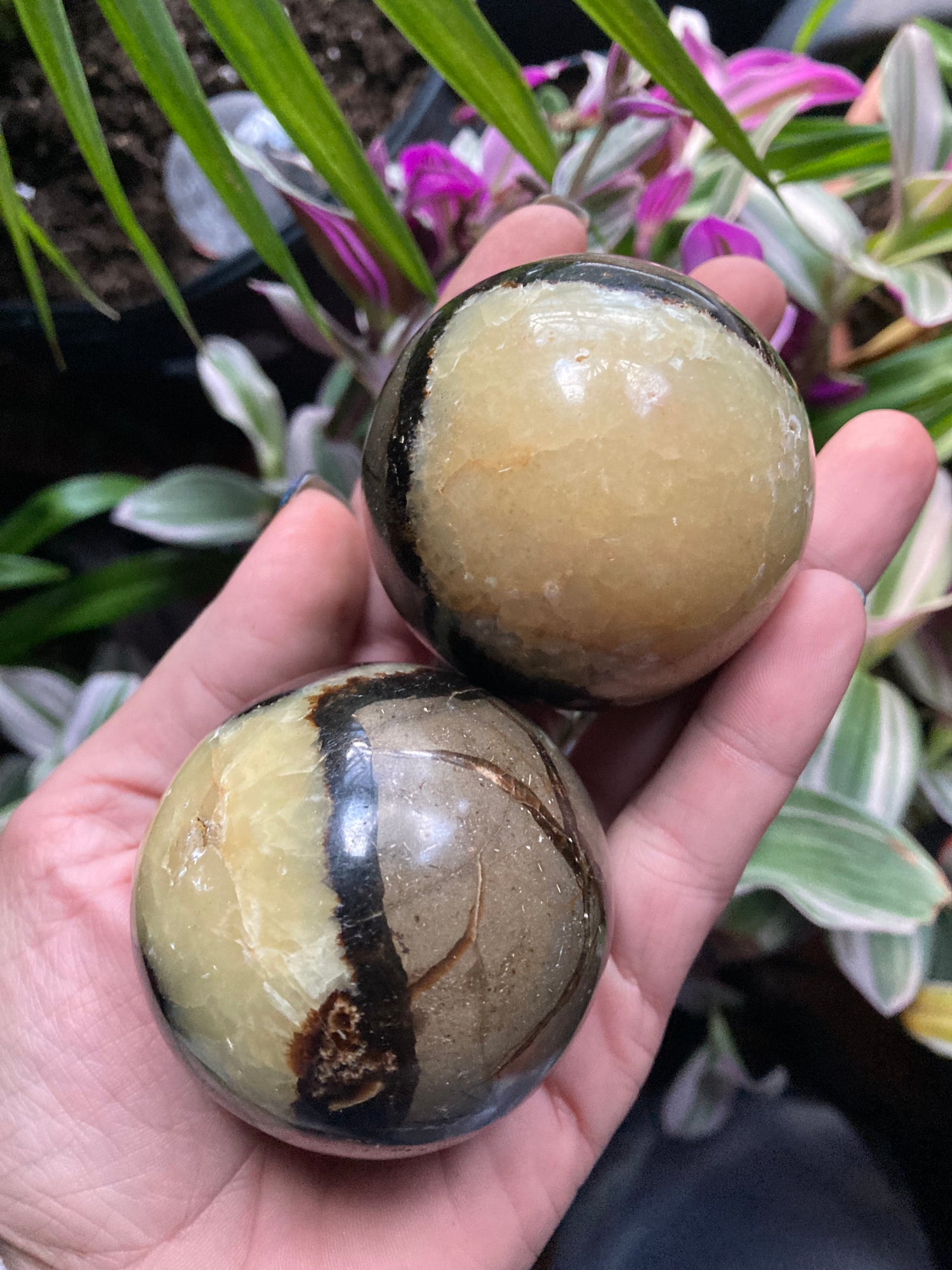 Septarian